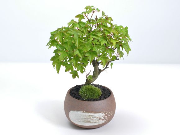 楽天市場】盆栽 楓 カエデ ミニ盆栽 曲がり楓 かえで 唐楓 トウカエデ