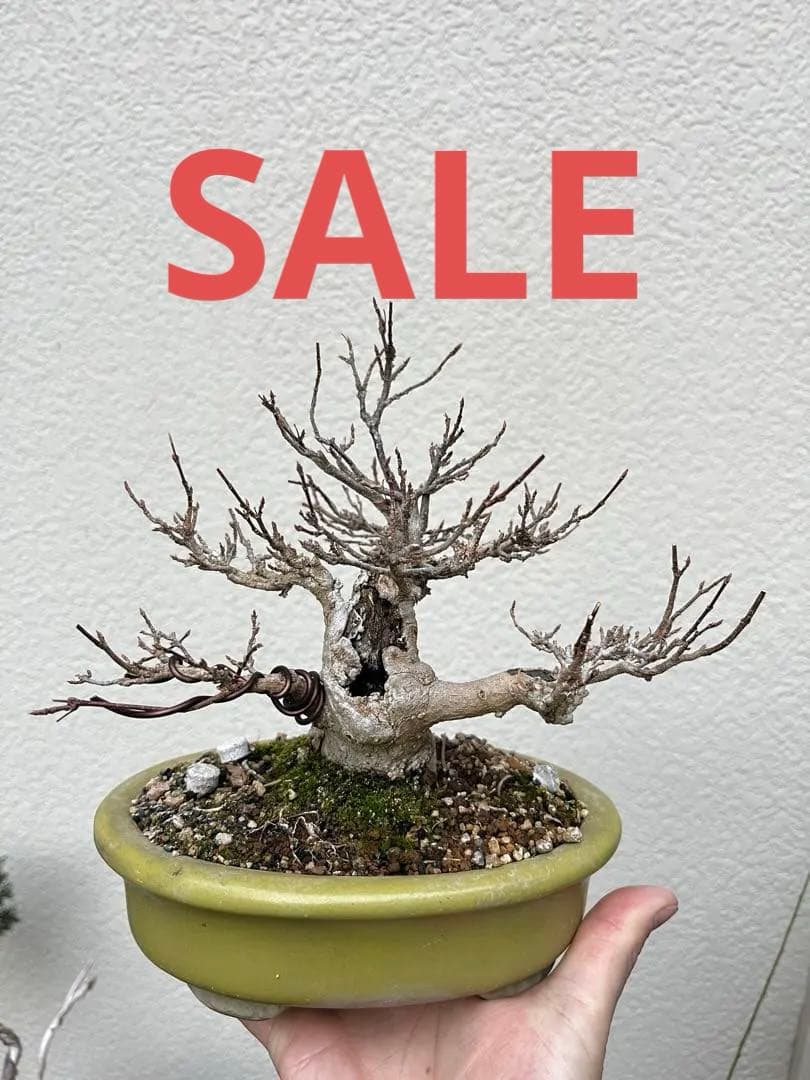 楓盆栽　手のひらサイズカエデ 楓盆栽 手のひらサイズカエデ 盆栽 楓 カエデ | 【公式EC】BONSAI IKUMA